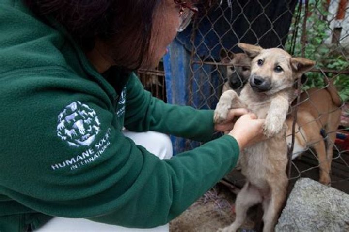 
18 Dogs Saved from Vietnam Slaughterhouse — Including Canines ‘Locked Up in Cages for Fattening’ 