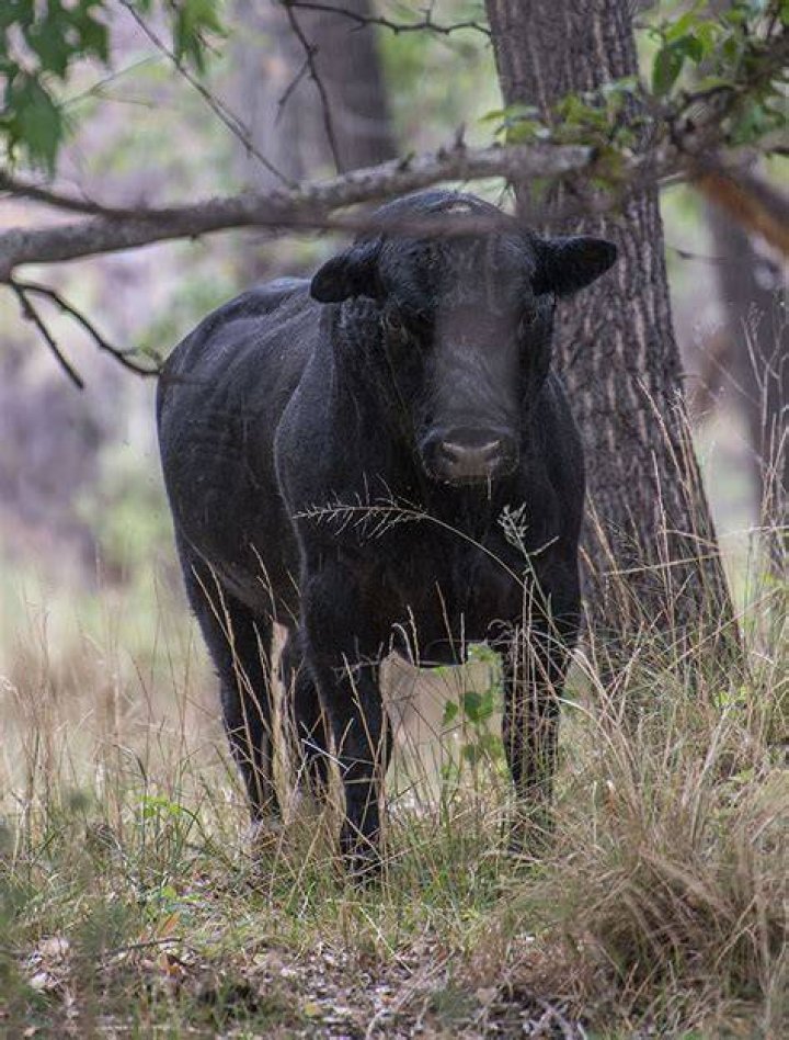 
Shooters to kill feral cows in New Mexico to help conserve wilderness 