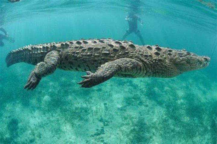 
What Happened To Hendri Coetzee? Kayaker Eaten By Crocodile Video Details Explained 