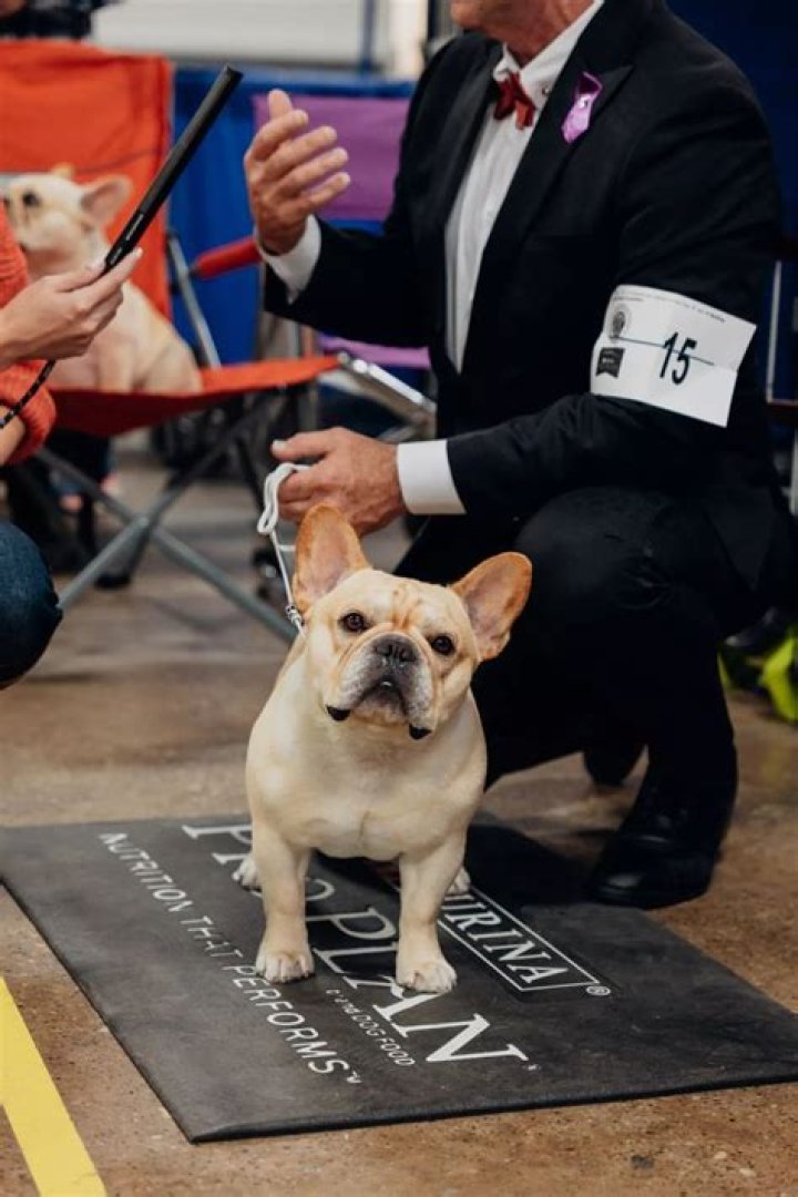 
Winston the French Bulldog Wins Best in Show at the 2022 National Dog Show 